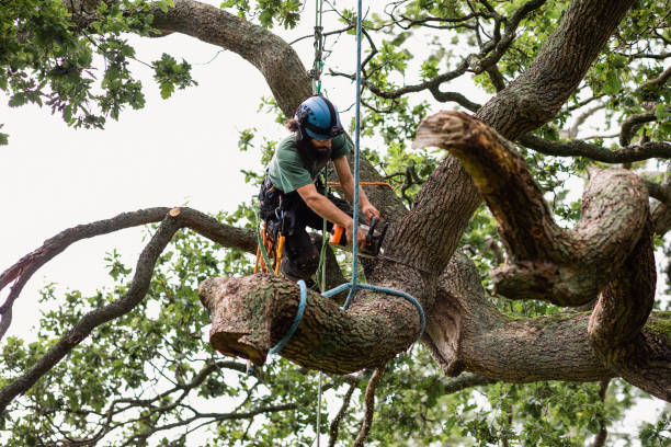 Best Leaf Removal  in Glendale, AZ